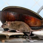 rat beside used cooking pans