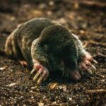 mole on the ground