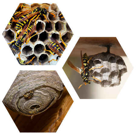 Wasp Nests Image of wasps in their nests showcasing our wasp nest removal oxford service