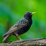starling