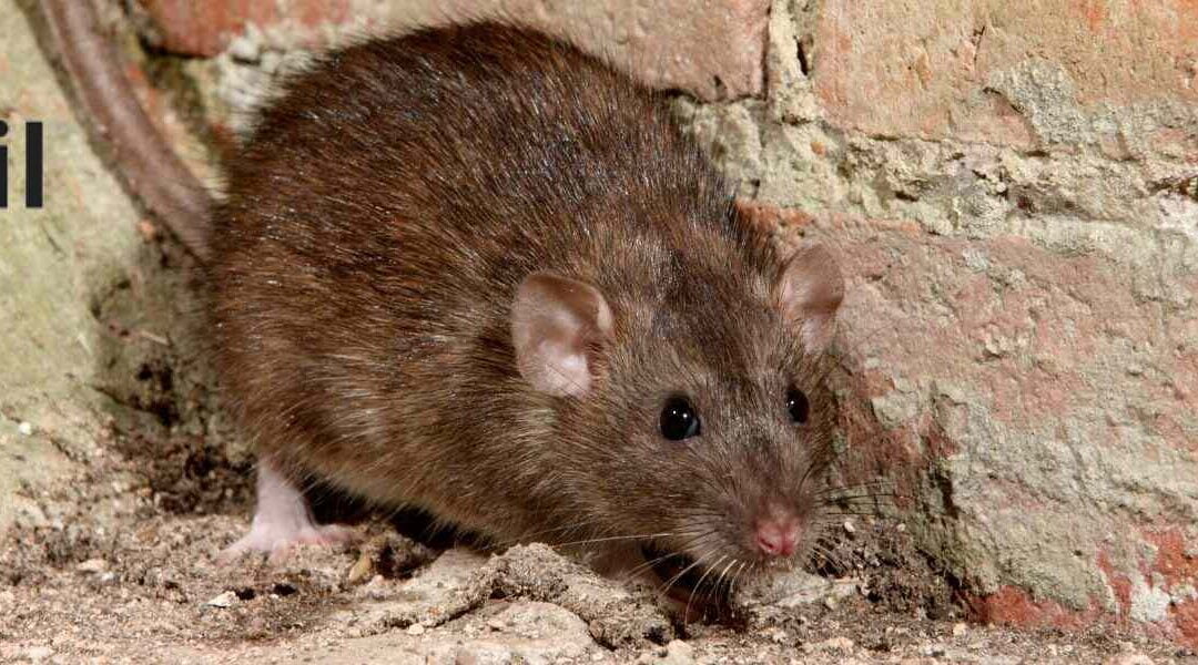 How to Keep Your Home Pest Free: 5 Essential Tips