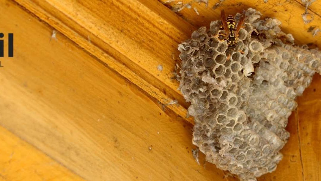 Wasp Nest in Attic: How to Spot, Remove, and Prevent Infestations Safely in the UK
