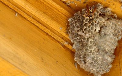 Wasp Nest in Attic: How to Spot, Remove, and Prevent Infestations Safely in the UK