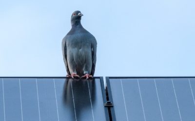 Solar Panel Pigeon Proofing: How to Protect Your Solar Panels from Birds in the UK