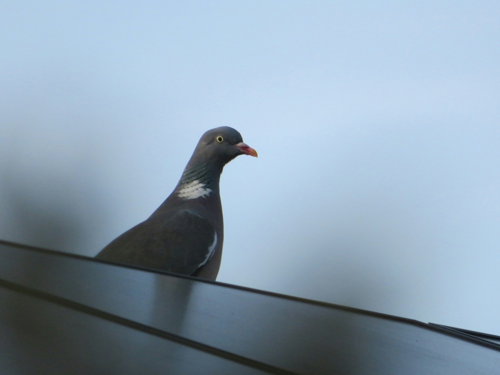 Solar Panel Pigeon Proofing